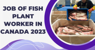 JOB OF FISH PLANT WORKER IN CANADA 2023